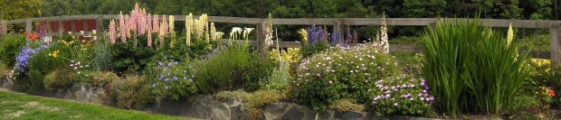 perennial plug plants uk